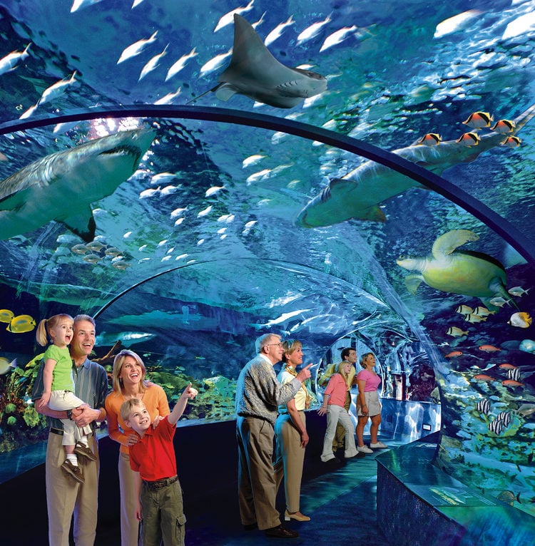 Ripleys-Canada-Shark-Lagoon-e1576768725271