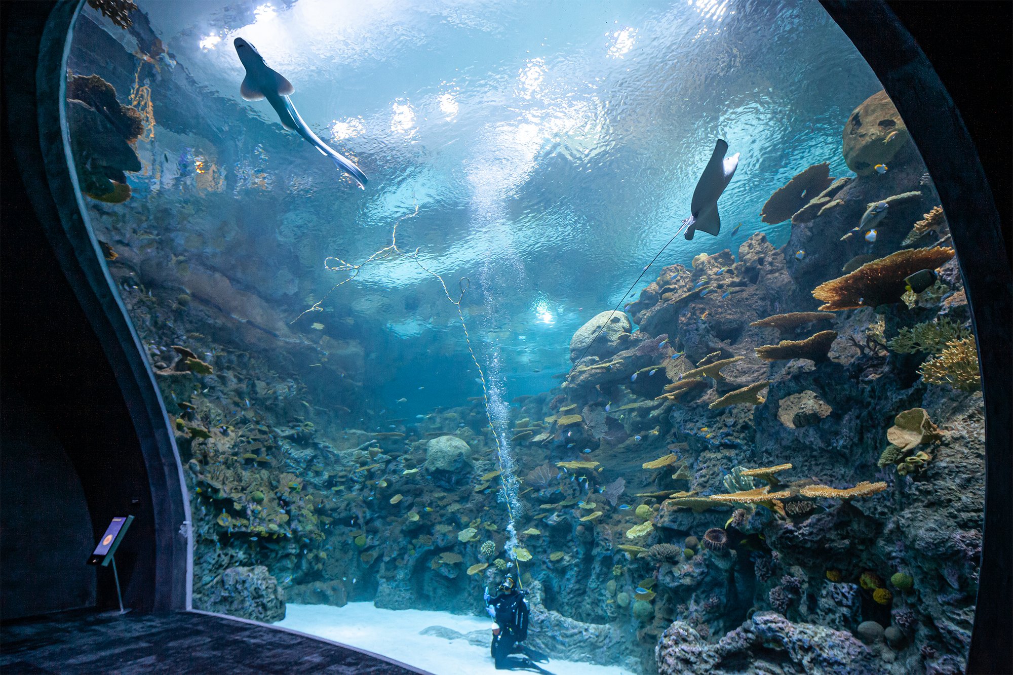 SeattleAquariumOceanPavilion-full
