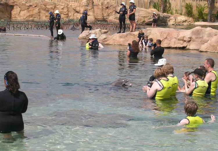 Seaworld-Discovery-Cove-DolphinExhibit2-750x521