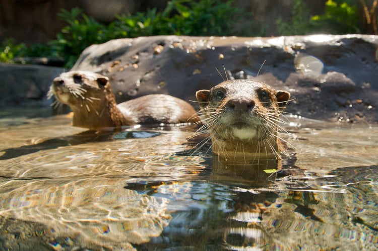 Seaworld-DiscoveryCoveHighRes7