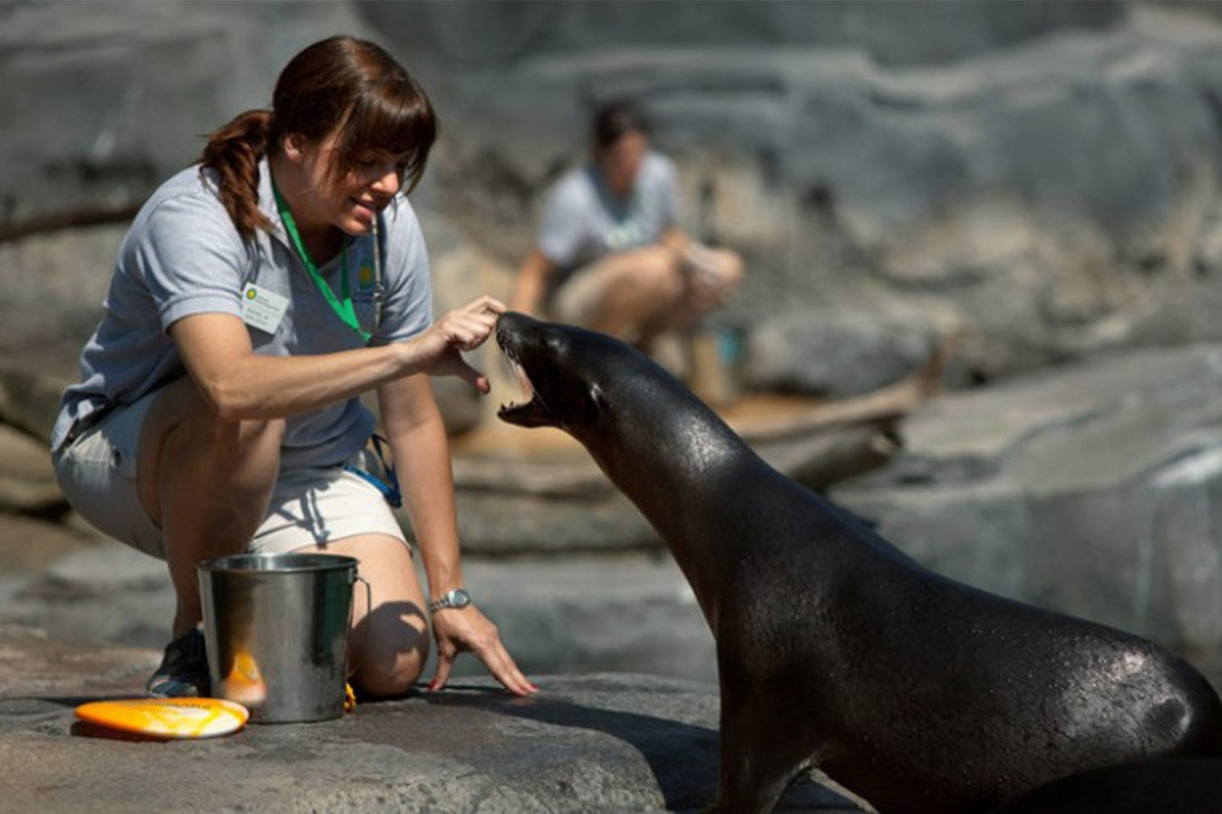 seal