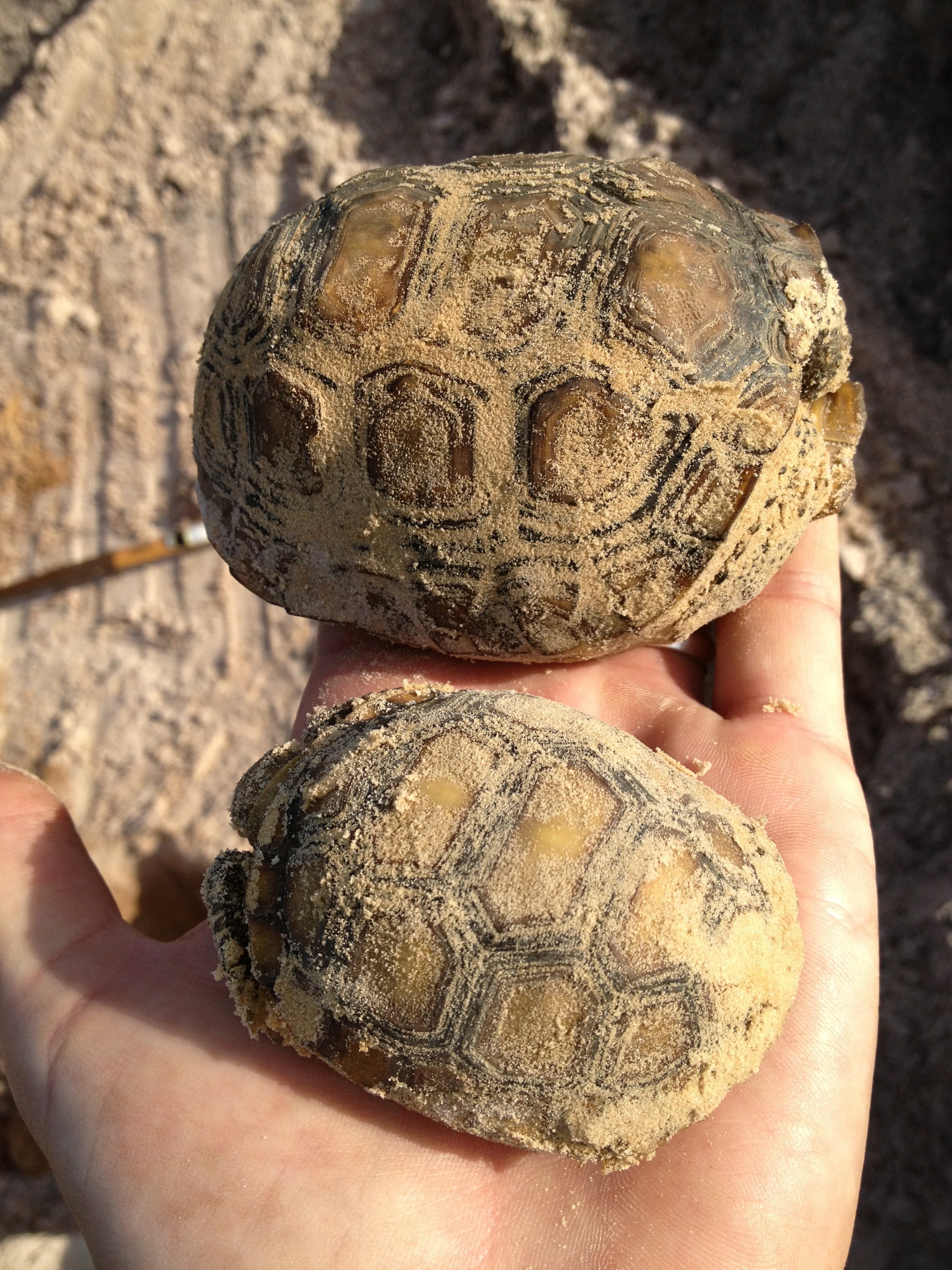 11-12_Juvenile_Tortoises2_NEC (pic inside write-up)