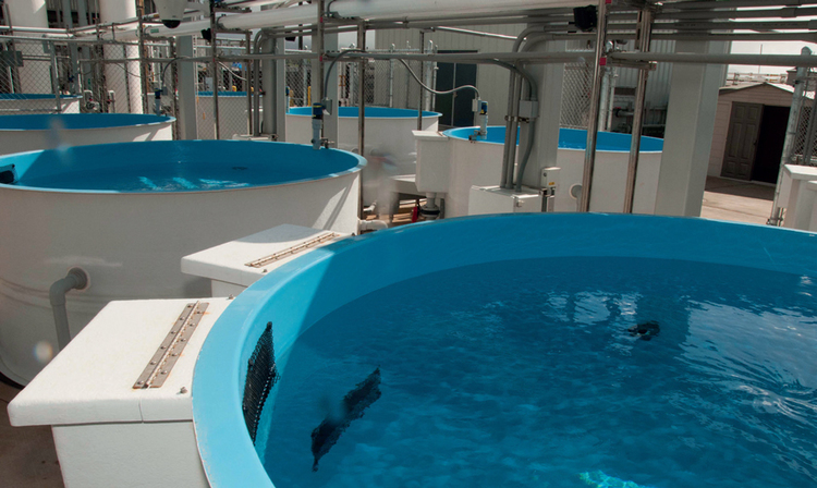 NOAA-HI-seawater_tanks_at_ford_island_med