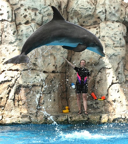 TexasStateAquariumdolphin