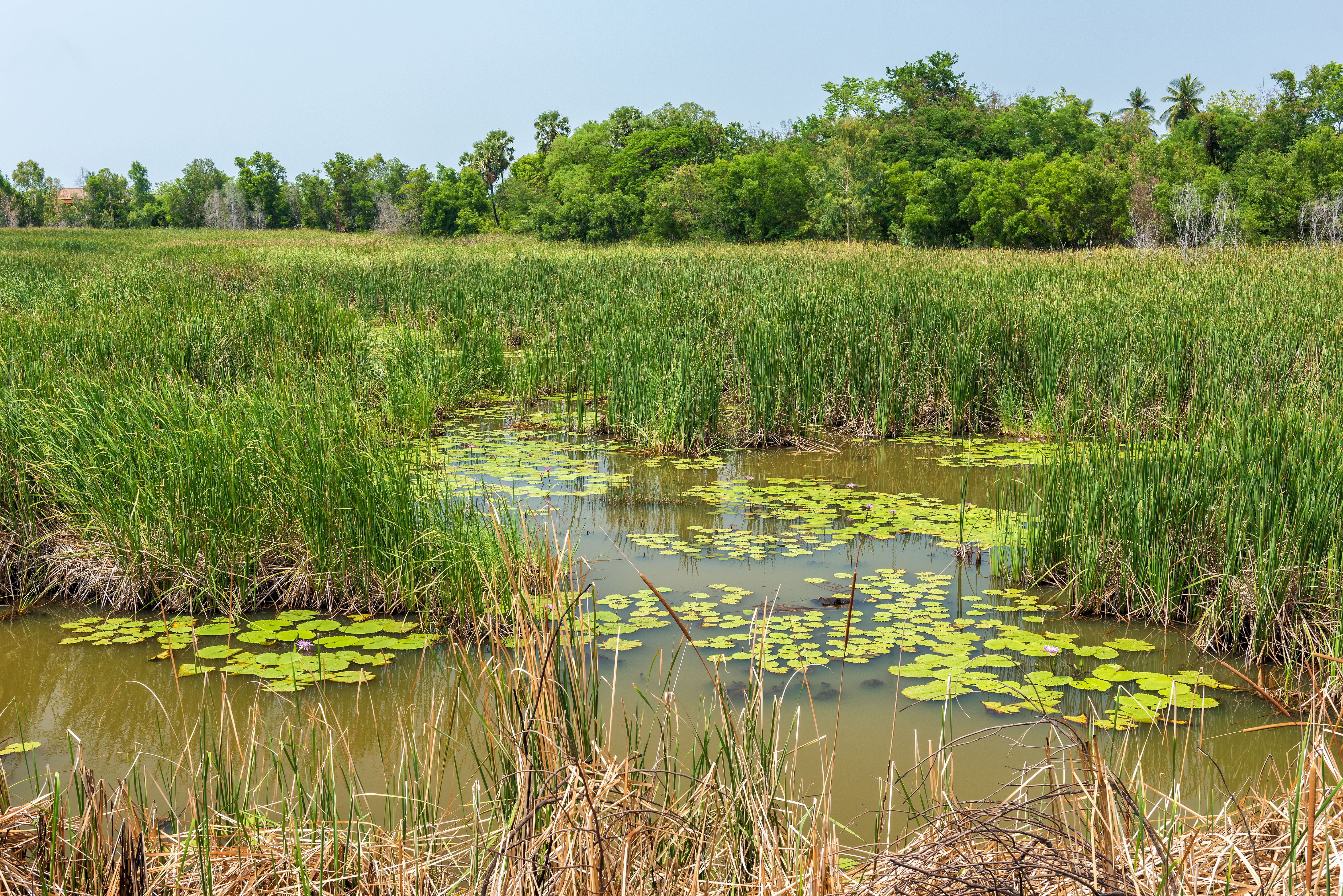 Wetland_AdobeStock_111092982