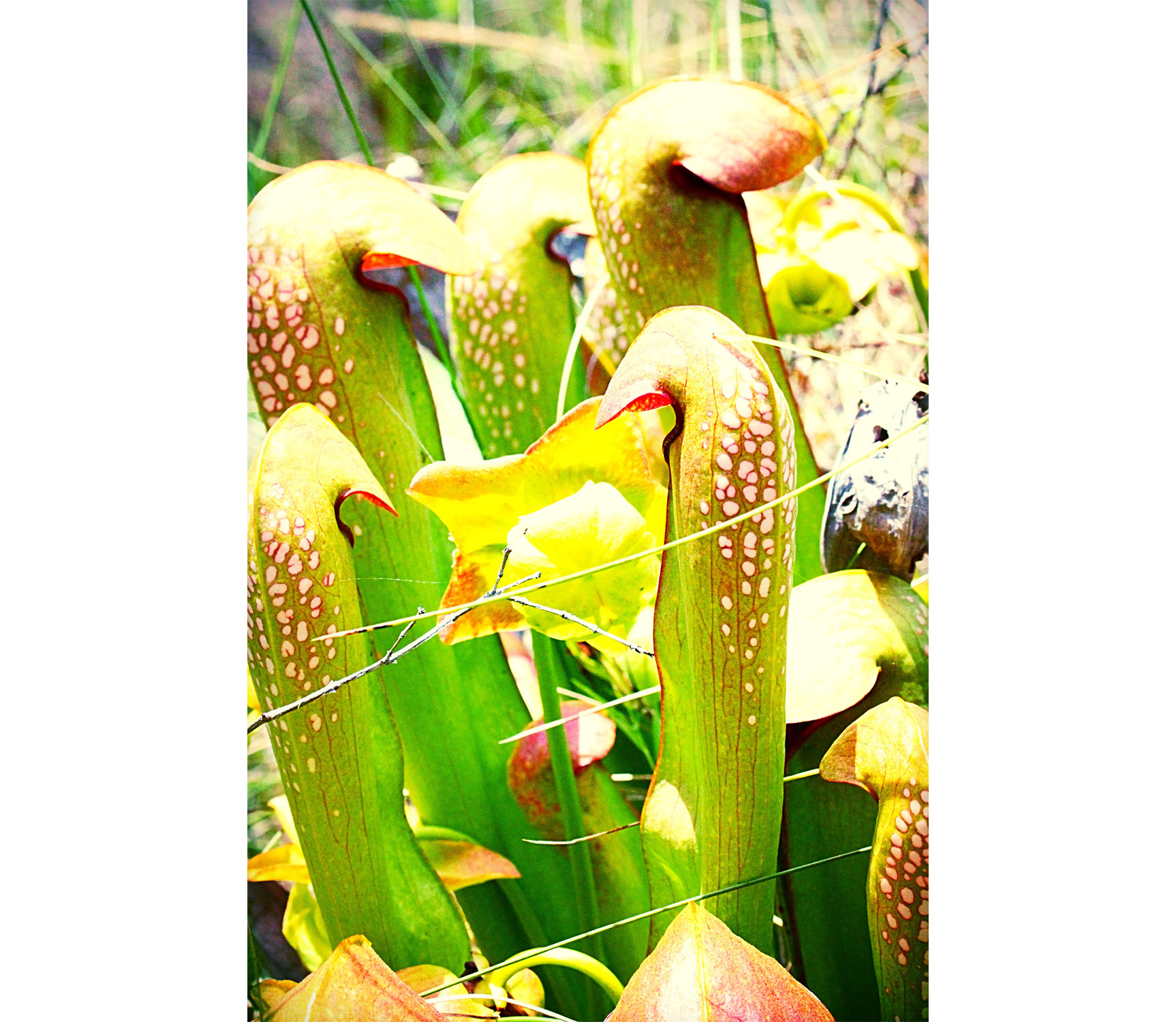 pitcher plants